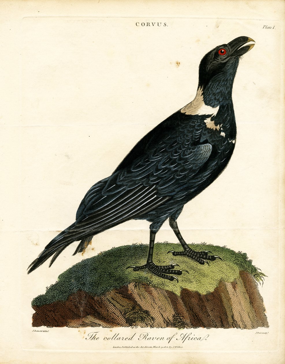 Le corbeau à collier d