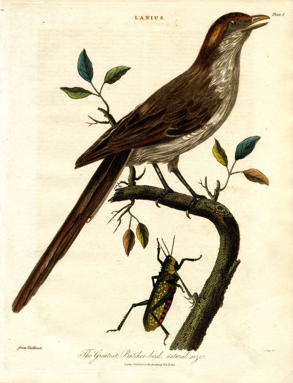 Le plus grand oiseau de boucherie ; taille naturelle - John Pass