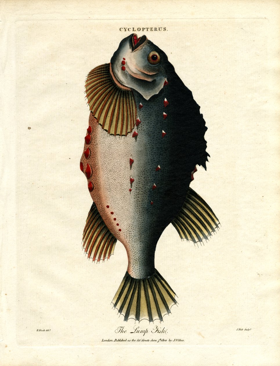 Le poisson lourdaud - John Pass
