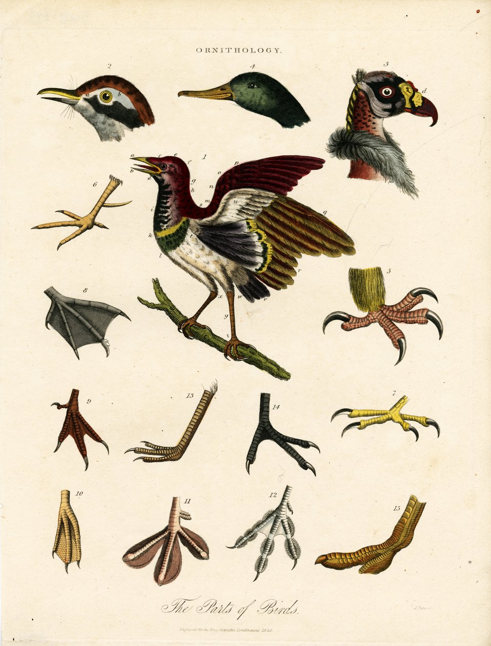 Les parties des oiseaux (Ornithologie) - John Pass