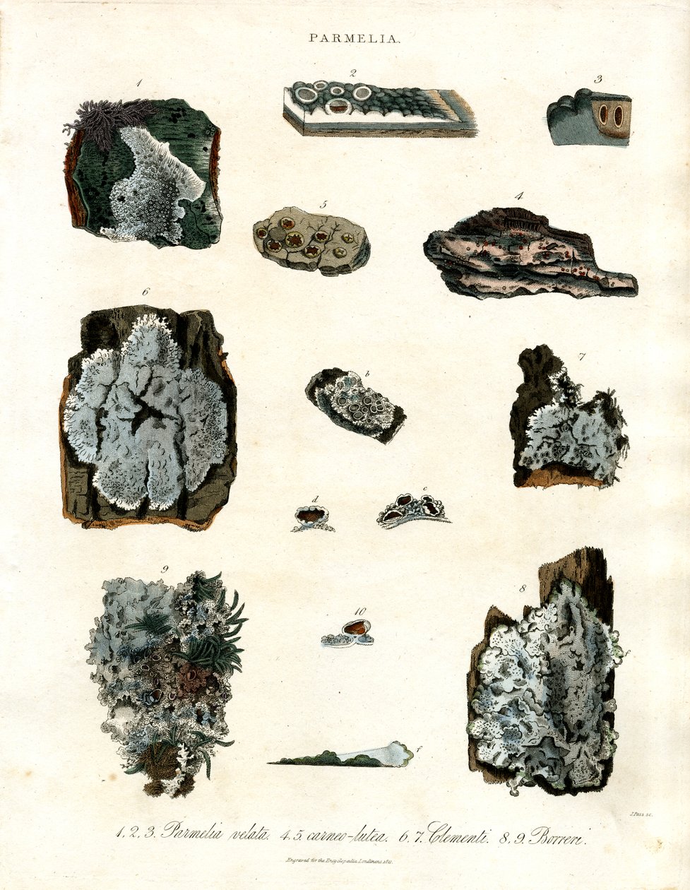 Diverses espèces de lichens du genre Parmelia - John Pass