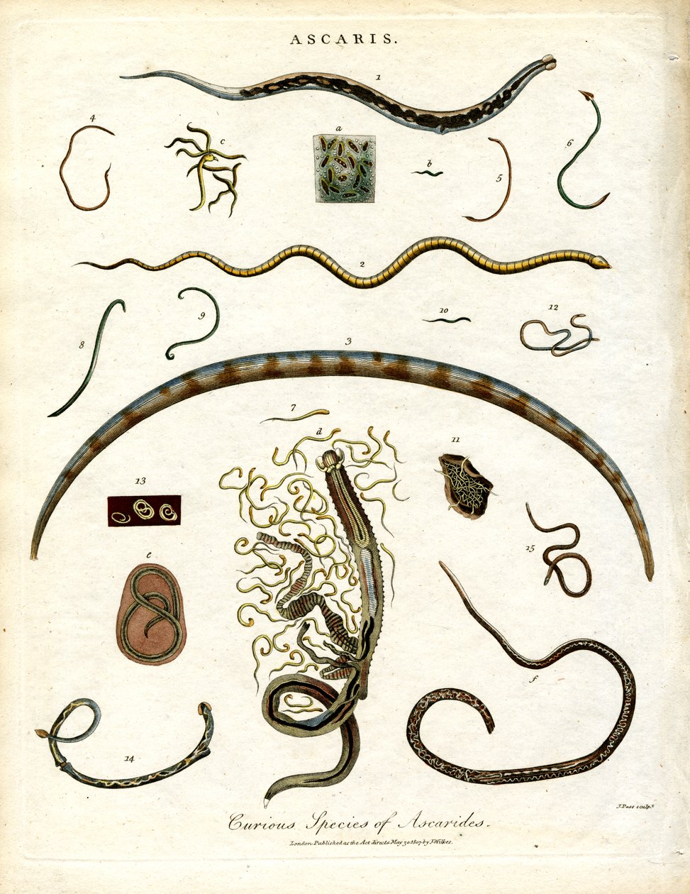 Diverses espèces d