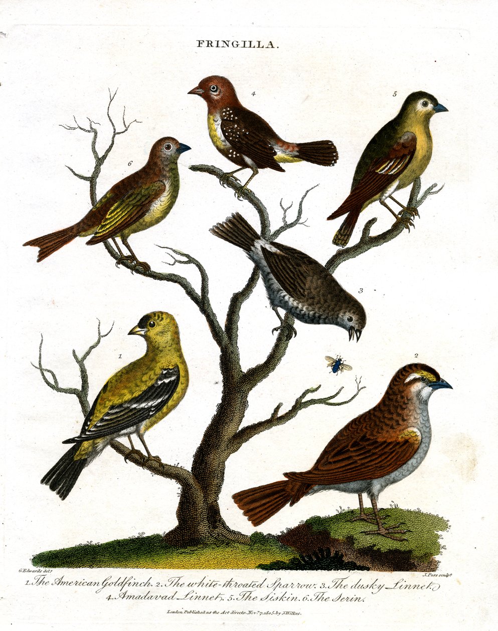 Diverses espèces de pinsons (Fringilla) - John Pass