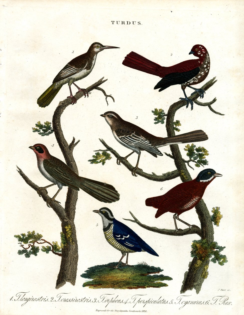 Diverses espèces de grives (Turdus) - John Pass