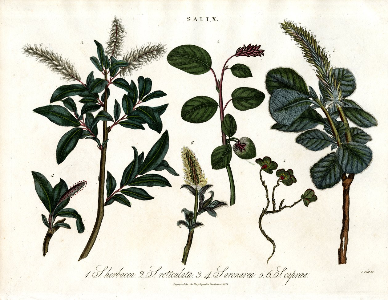 Diverses espèces de saules (Salix) - John Pass