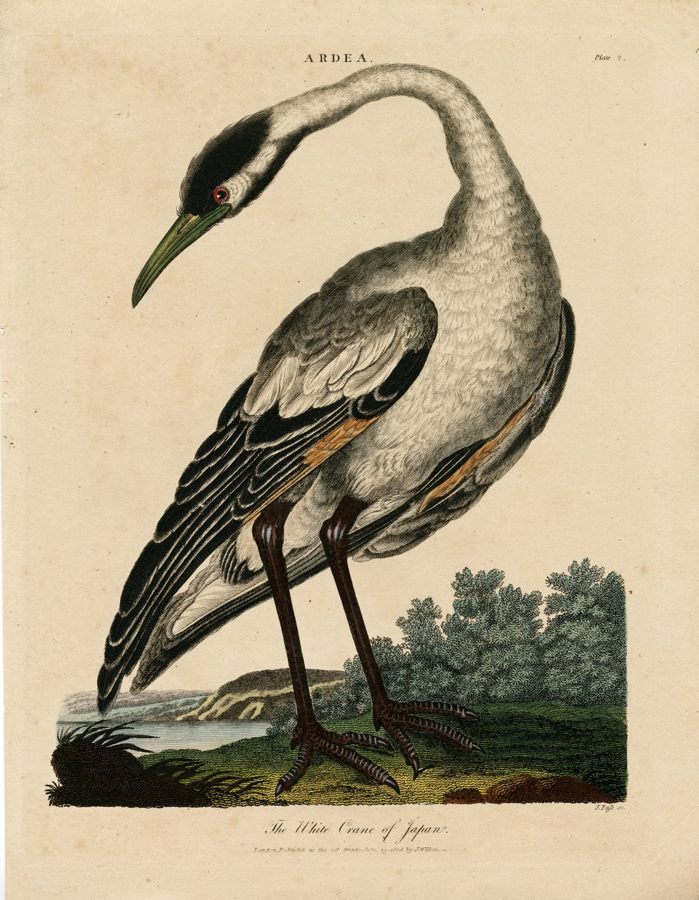 Grue blanche du Japon (Ardea) - John Pass