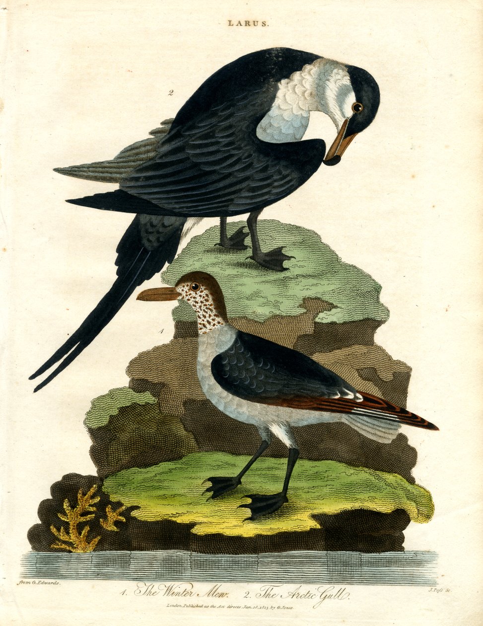 Mouette rieuse et goéland arctique - John Pass