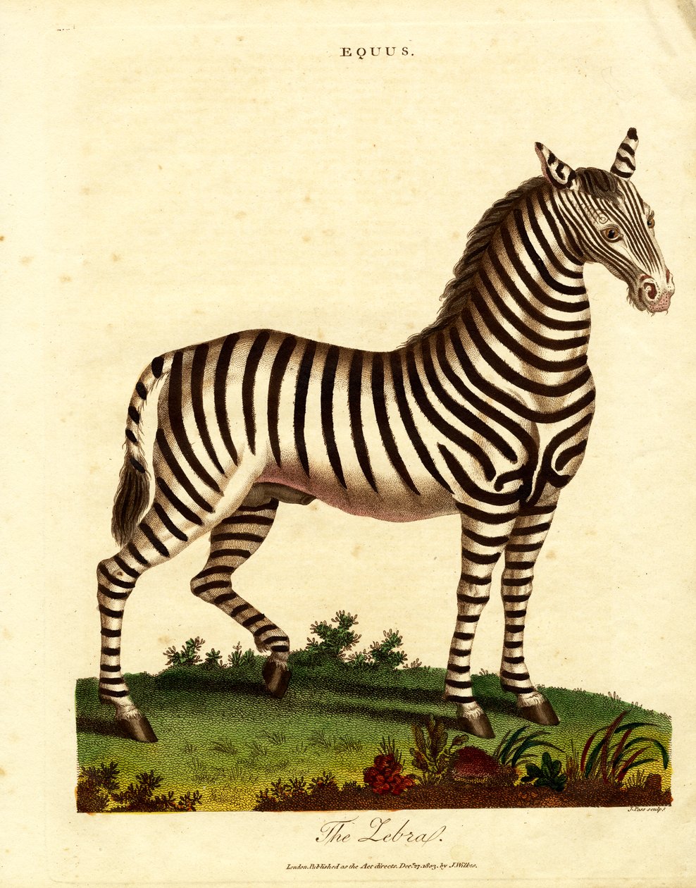 Zèbre (Equus) - John Pass