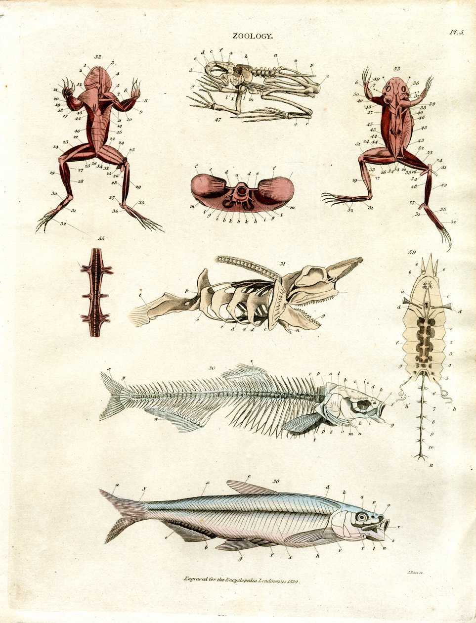 Illustrations anatomiques zoologiques (planche 5) - John Pass