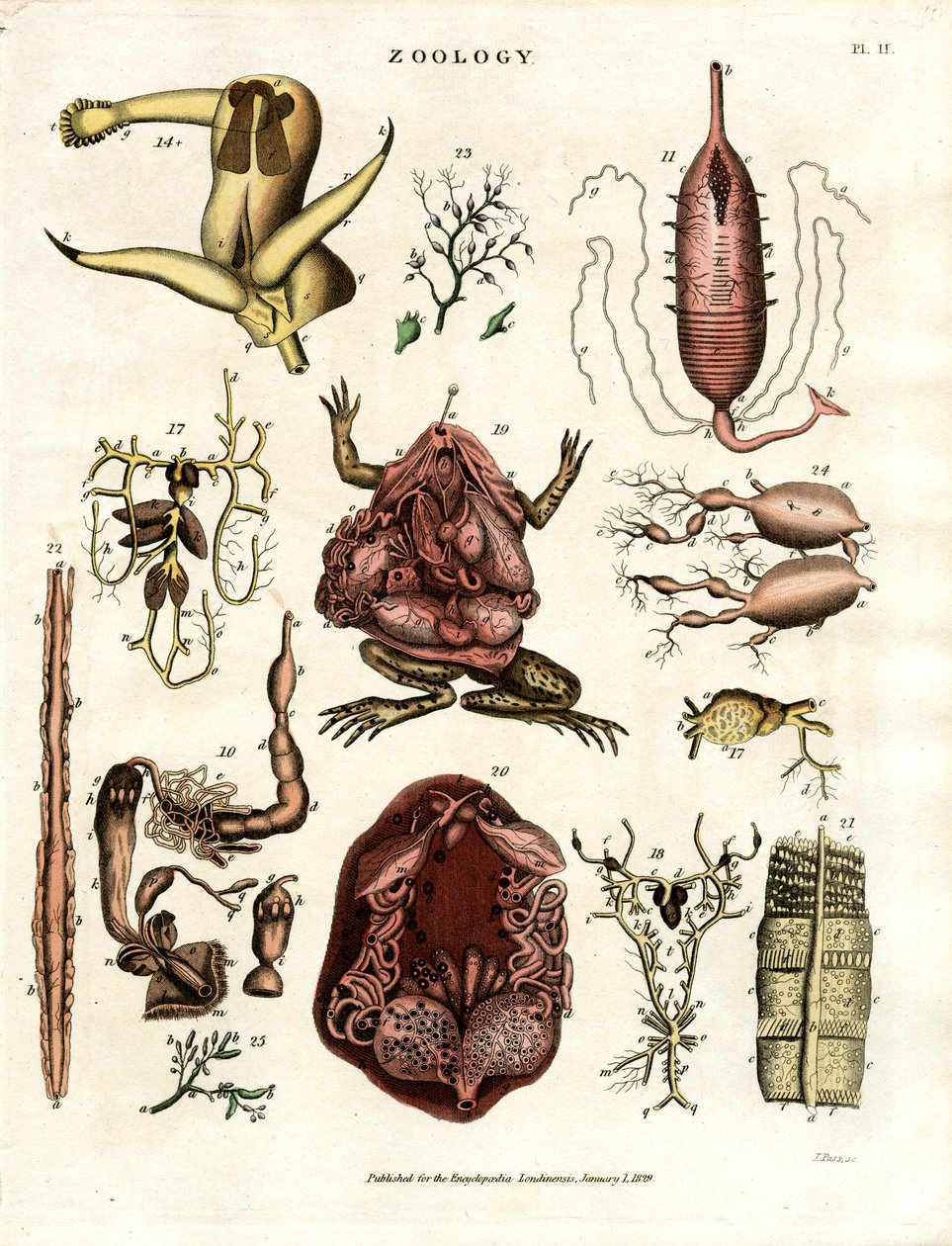 Zoologie Pl. II : Illustrations anatomiques de divers animaux et organes