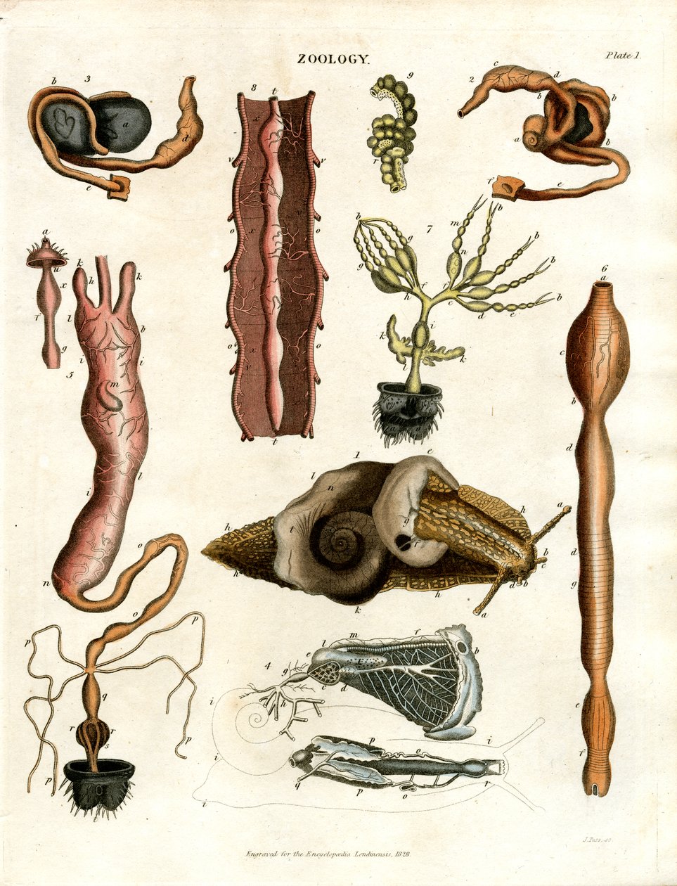 Zoologie Planche I : Illustrations anatomiques de divers animaux - John Pass