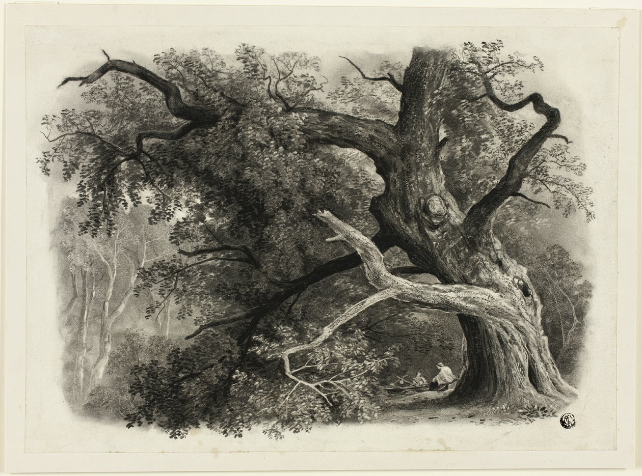 Vieil arbre dans la Billah - Forêt de Sherwood - John Rawson Walker