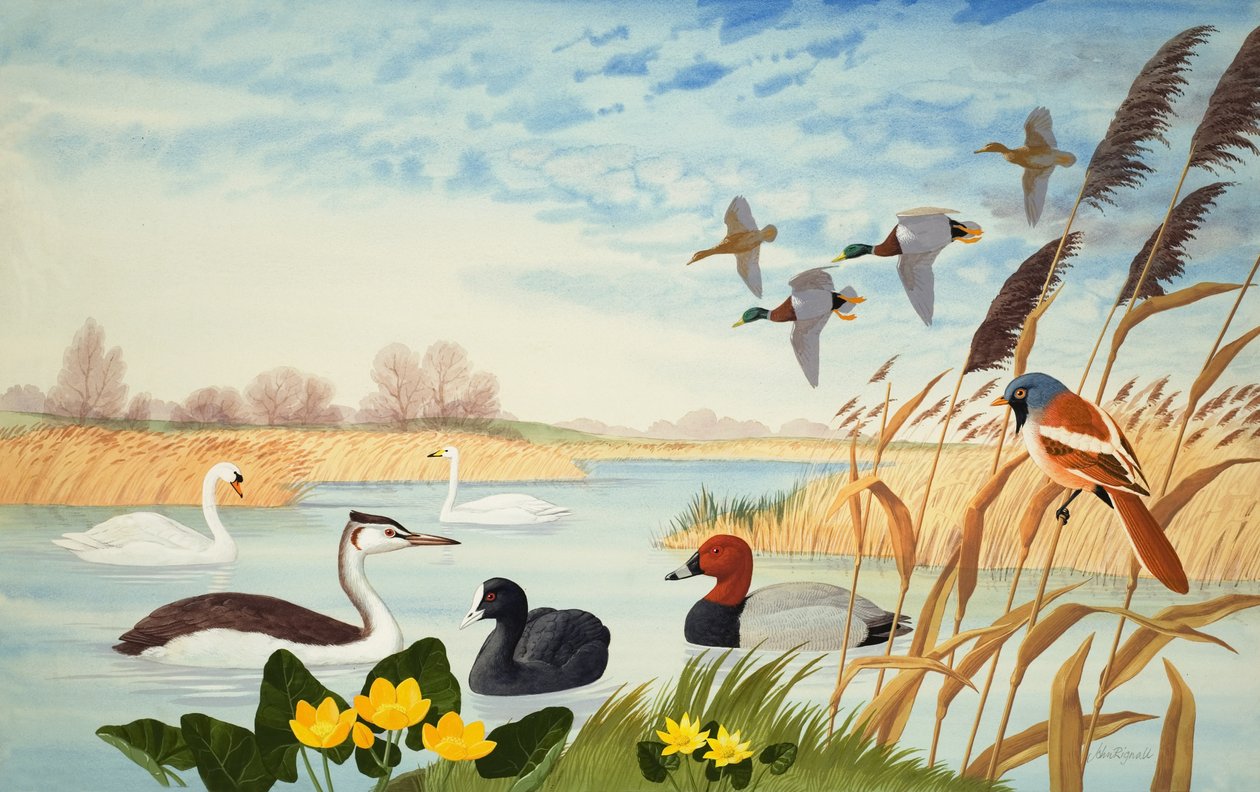 Scène de nature (gouache sur papier) - John Rignall