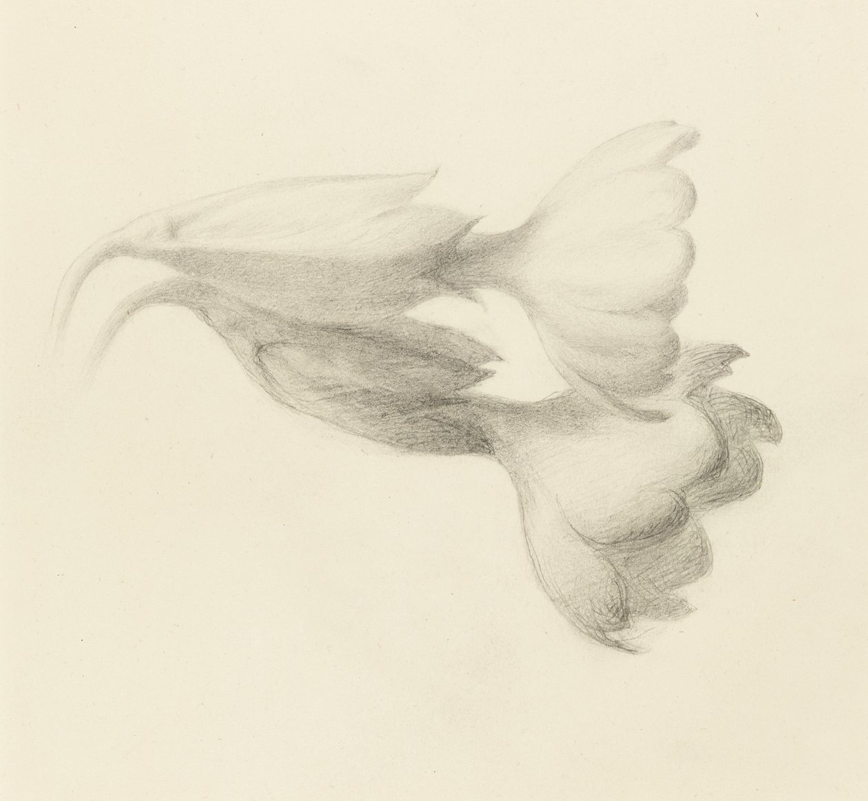 Cowslip Bells, probablement 1871 - John Ruskin