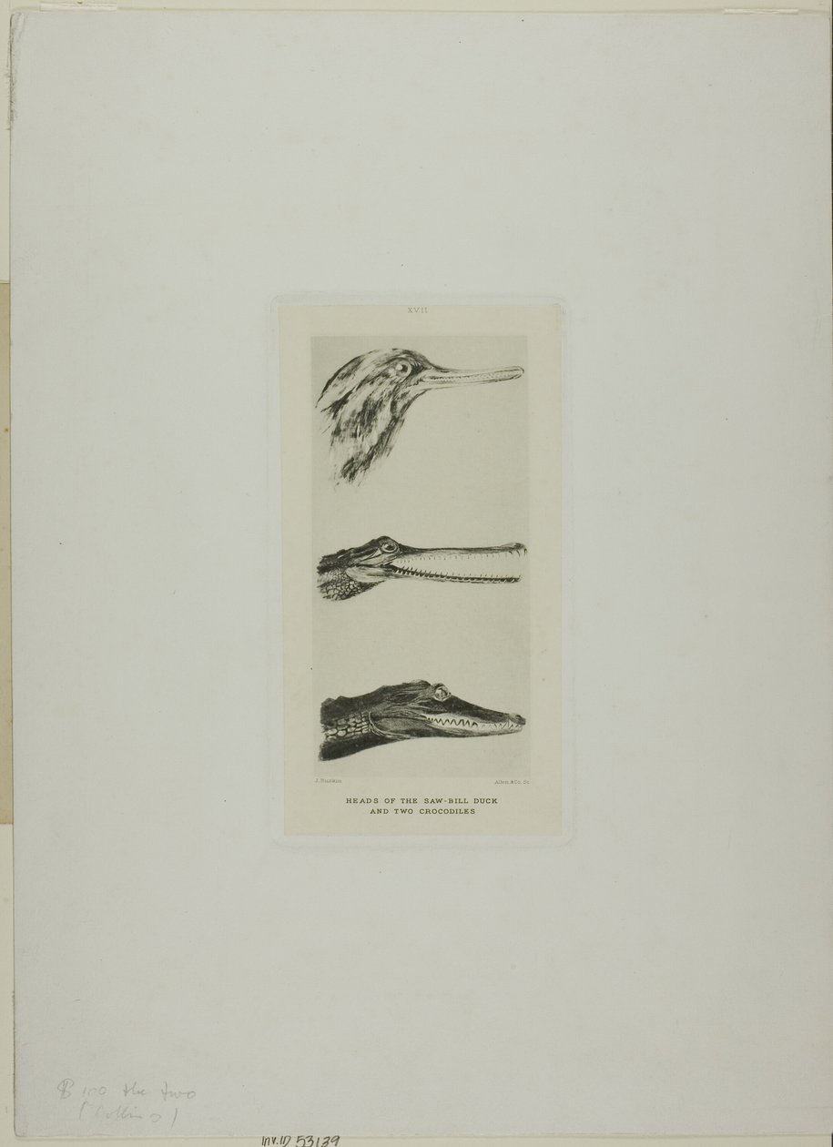 Têtes de canard à bec de scie et deux crocodiles - John Ruskin