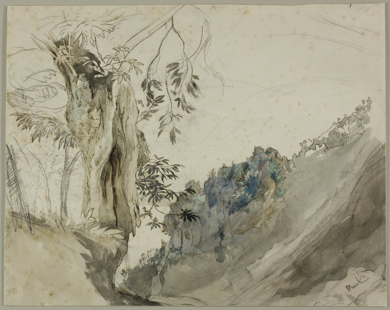 Châtaignier espagnol - John Ruskin
