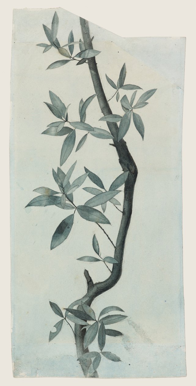 Étude de Feuilles de Saule, c.1857 - John Ruskin