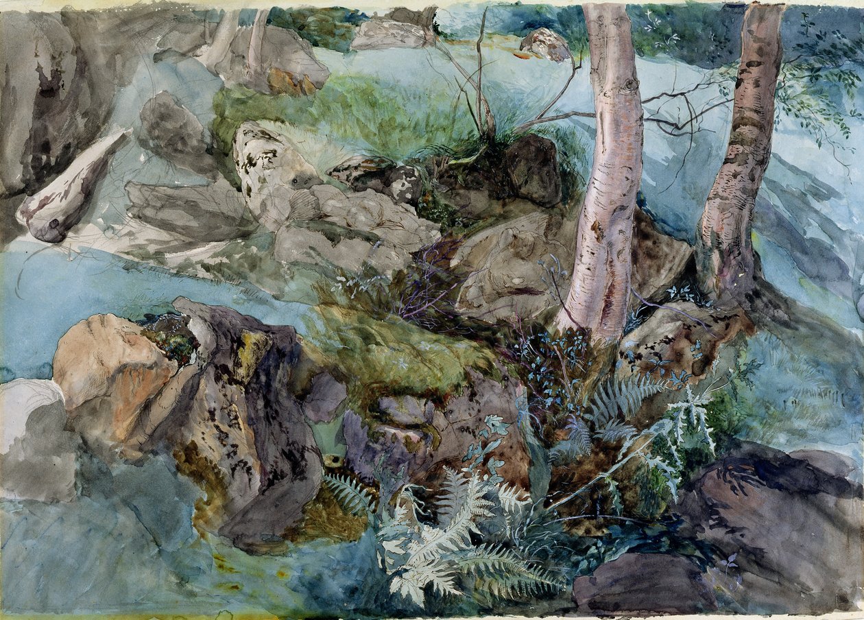 Étude de rochers et de fougères dans un bois à Crossmount, Perthshire, 1843 - John Ruskin