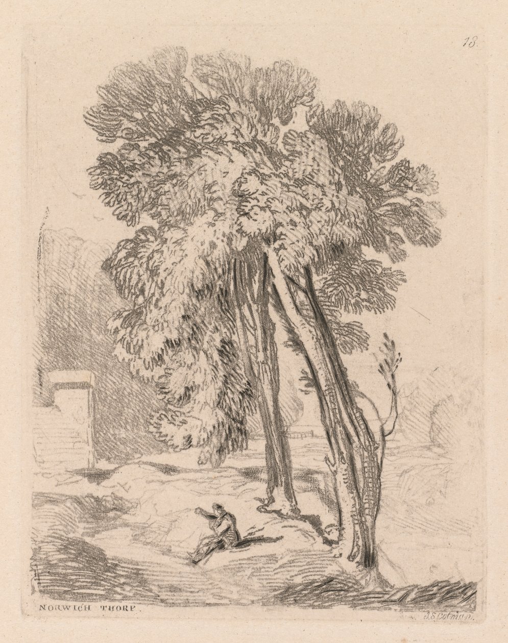 Liber Studiorum : Planche 18, Arbres à Norwich Thorp, Norfolk - John Sell Cotman