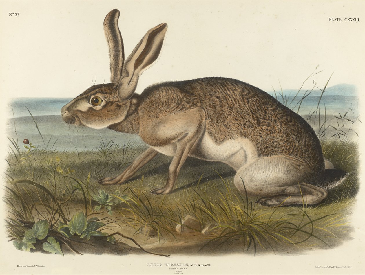 Lièvre texian, 1848 - John T. Bowen