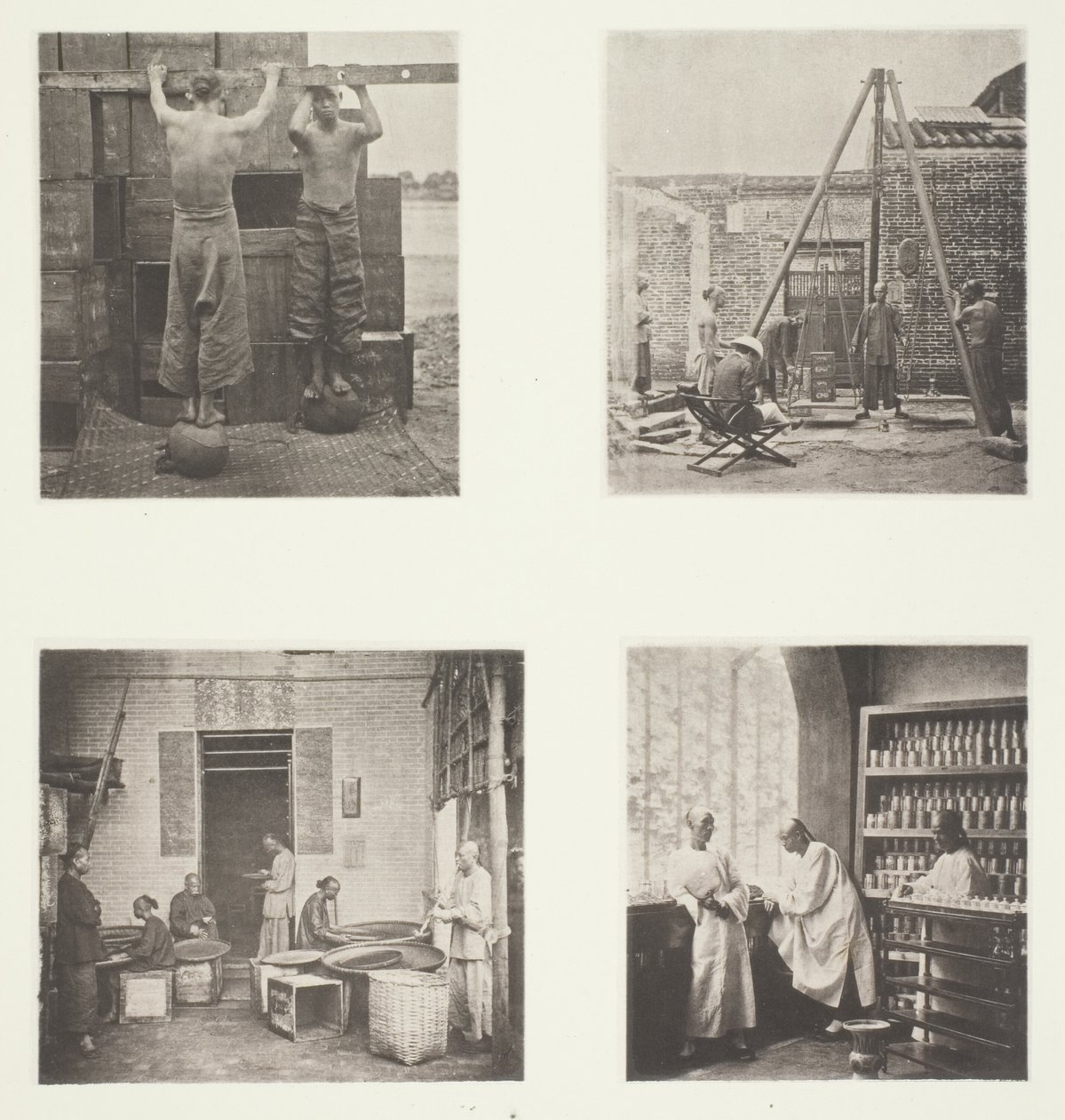 Roulage des thés parfumés Caper et Gunpowder ; pesage du thé pour l