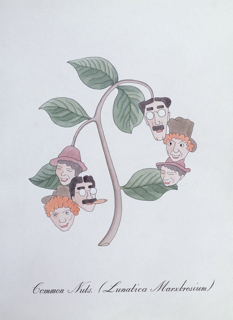 Noix Communes (Lunatica Marxbrosium), illustration de 