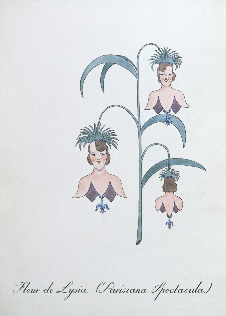 Fleur de Lysia (Parisiana Spectacula.), illustration de 