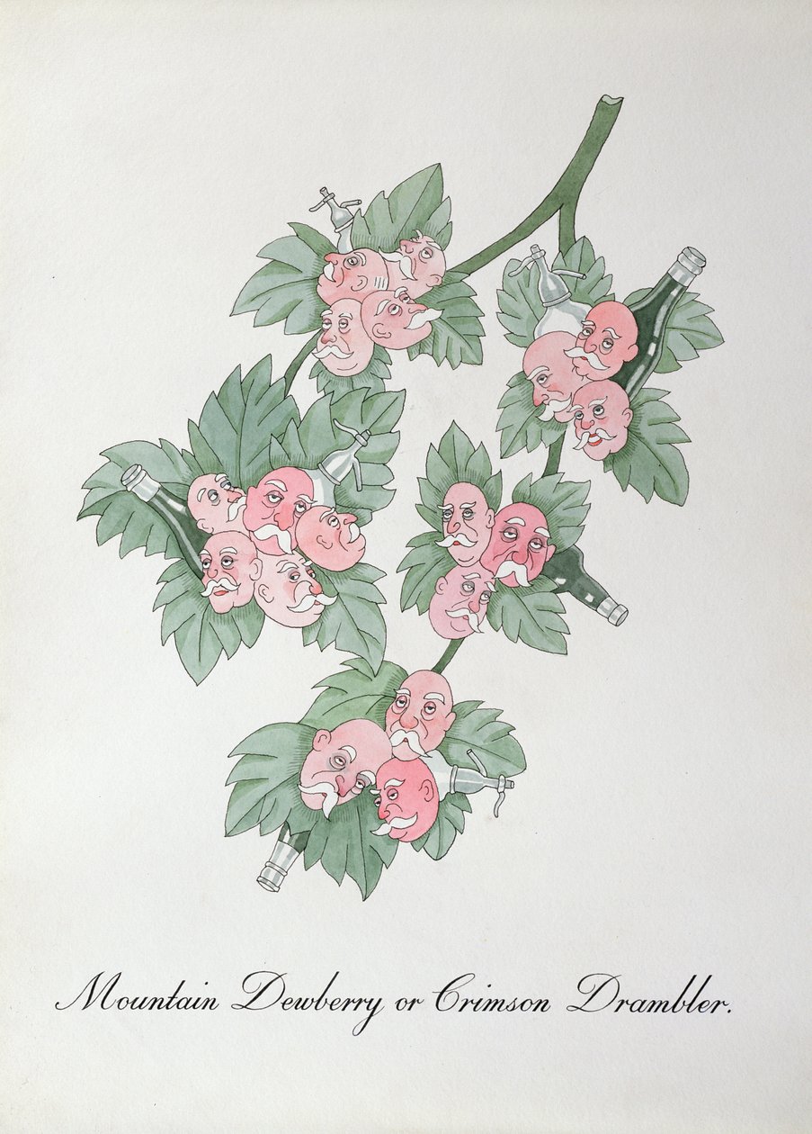 Ronce de montagne ou Drambler cramoisi, illustration de 