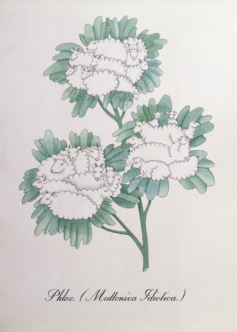 Phlox. (Muttonica Idiotica), illustration de 