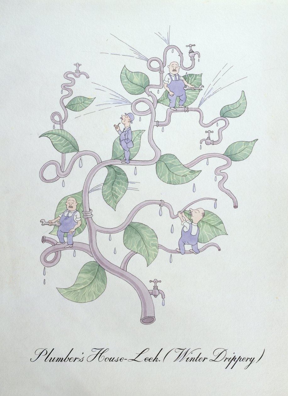 Joubarbe du plombier (Water Drippery), illustration de 