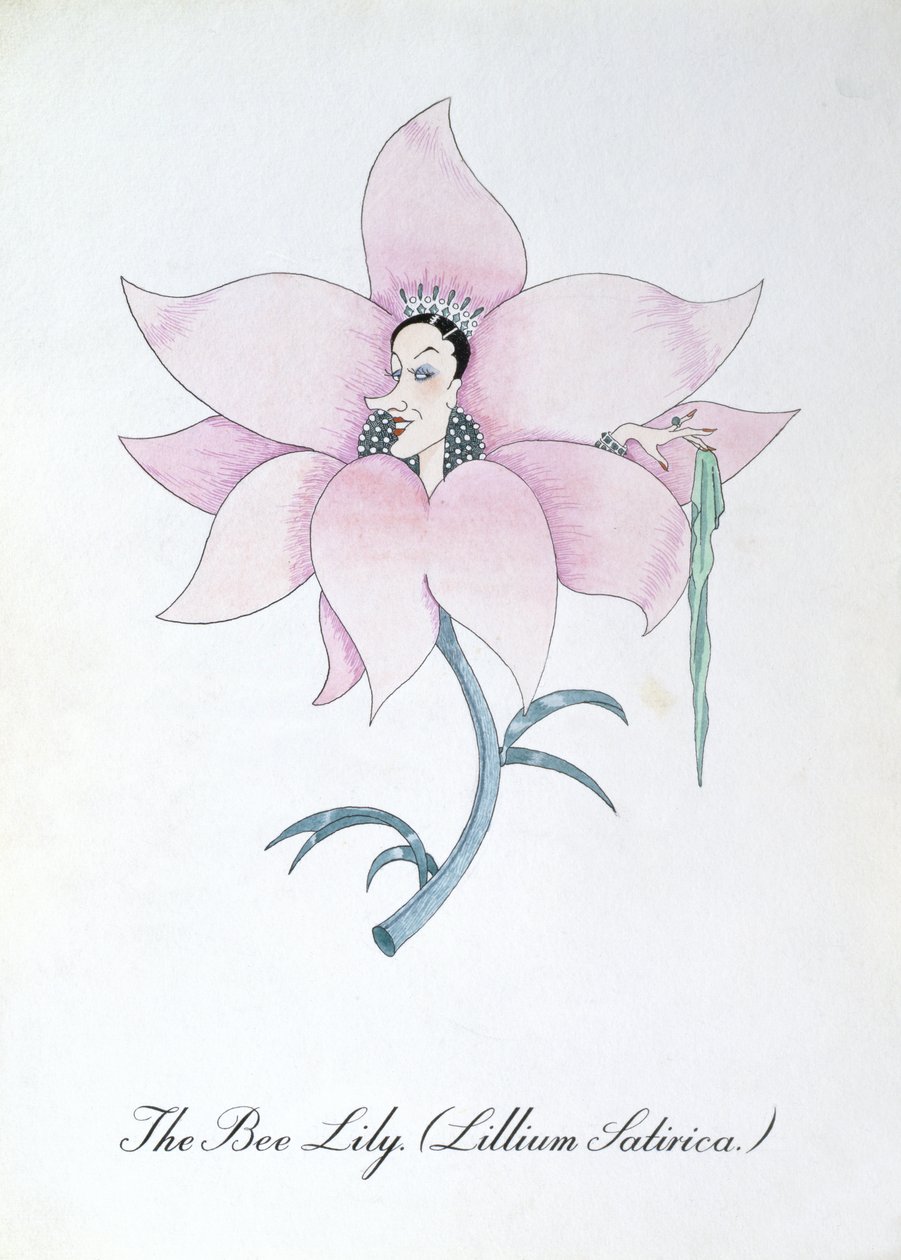 Le Lys des abeilles (Lillium Satirica.), illustration de 