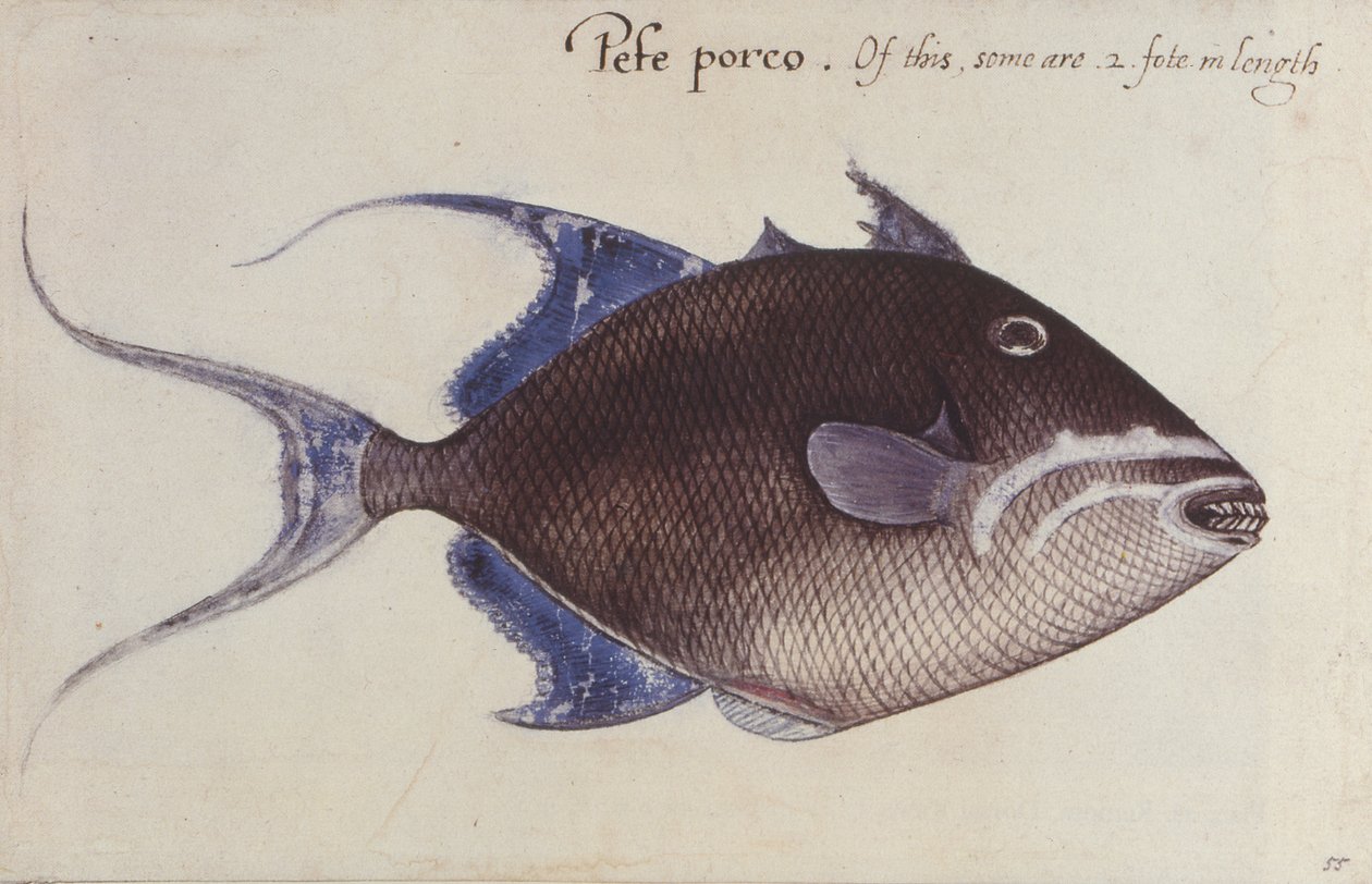 Poisson-baliste | John White | Estampe d'art