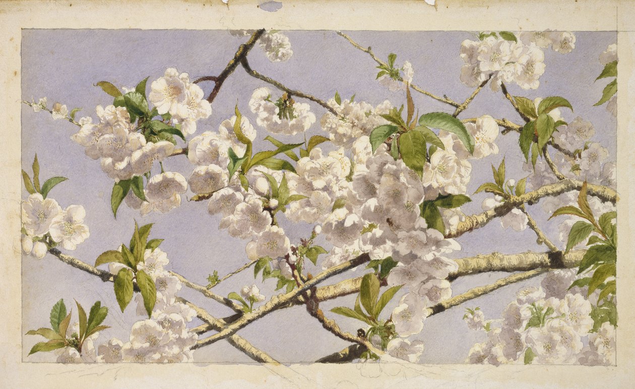 Fleurs de pommier, vers 1874 - John William Hill