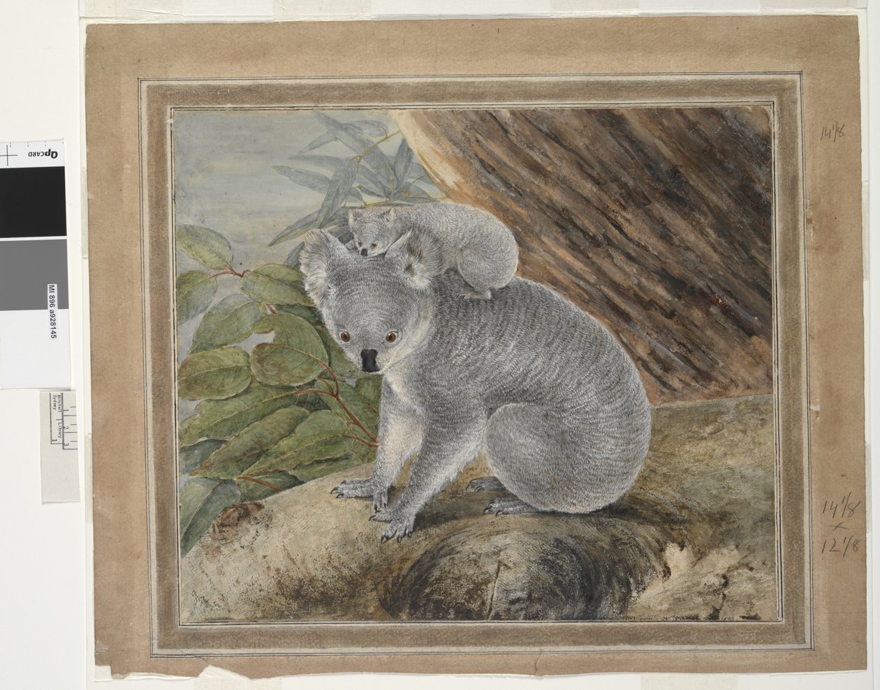 Koala et jeune, 1803 - John William Lewin