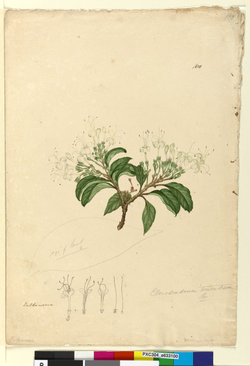 Page 100. Clerodendrum tomentosum - John William Lewin