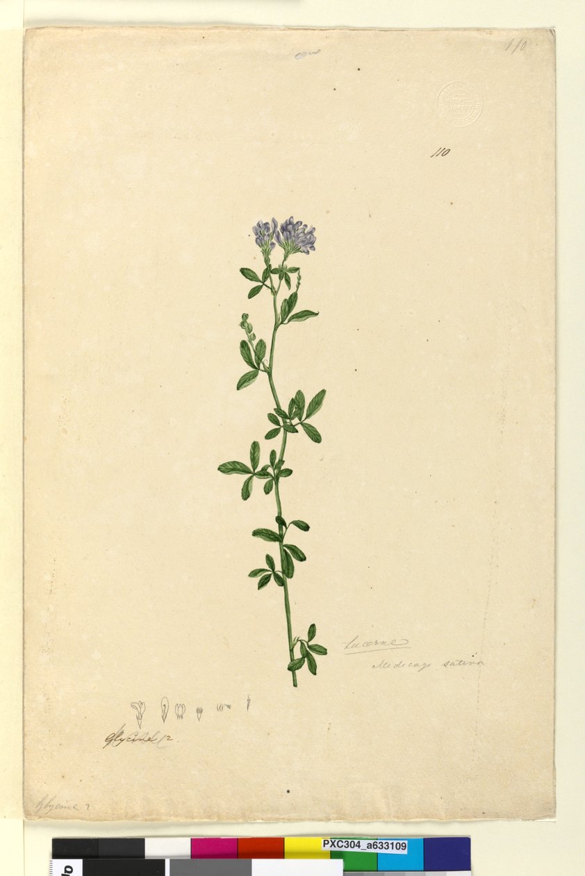Page 110. Medicago sativa - John William Lewin