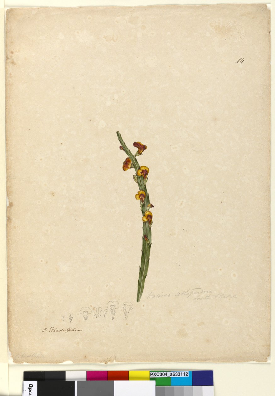 Page 114. Bossiaea scolopendria - John William Lewin