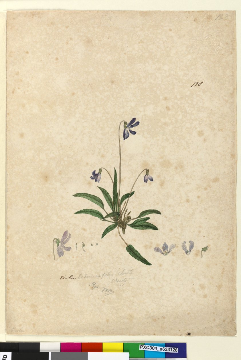 Page 128. Viola betonicifolia - John William Lewin