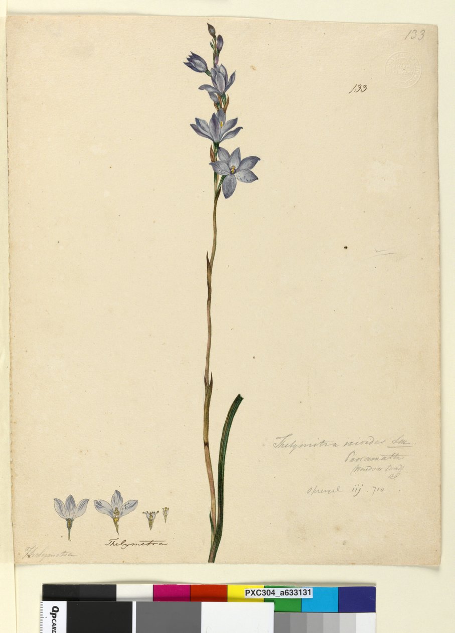 Page 133. Thelymitra ixioides - John William Lewin