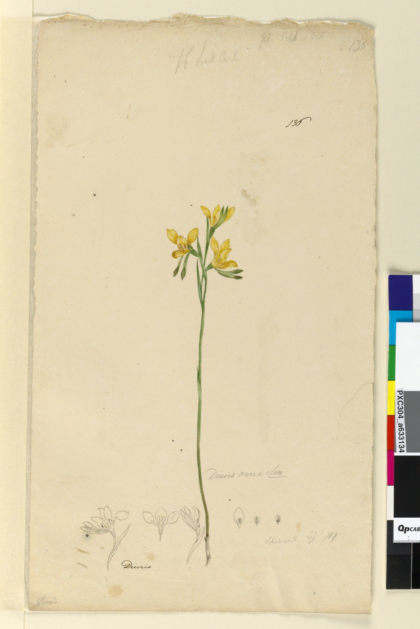 Page 136. Diuris aurea - John William Lewin