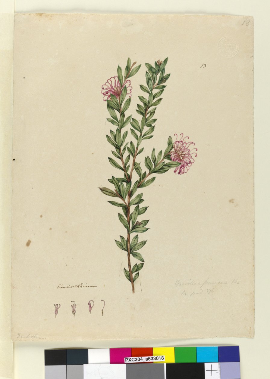 Page 13. Grevillea punicea, c.1803-06 - John William Lewin
