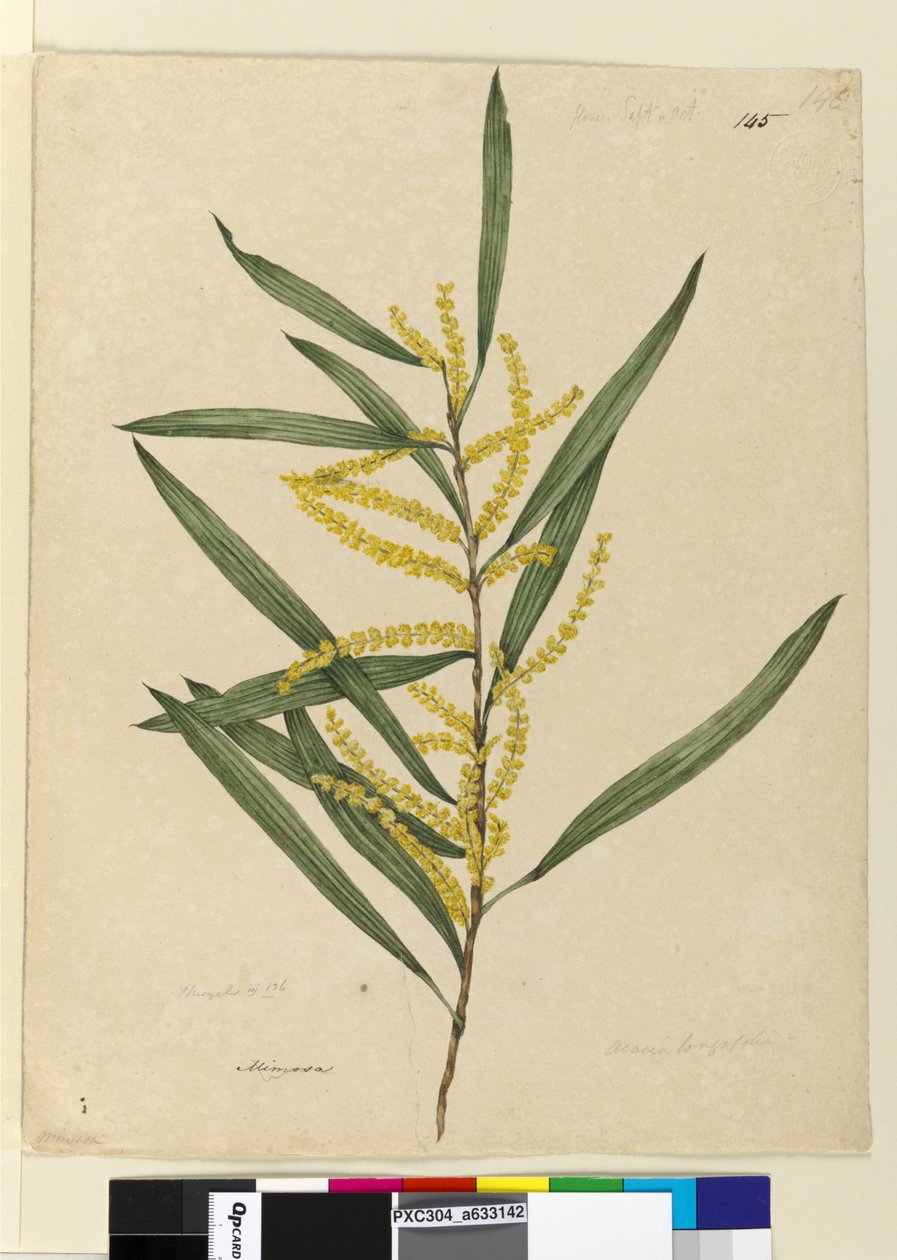 Page 145. Acacia longifolia - John William Lewin