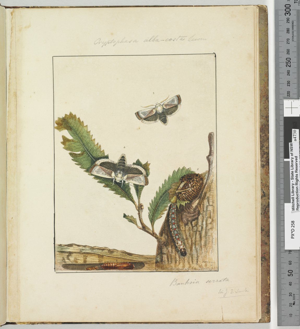 Page 15. Pl.4 Cryptophasa alba, costa Lewin - John William Lewin