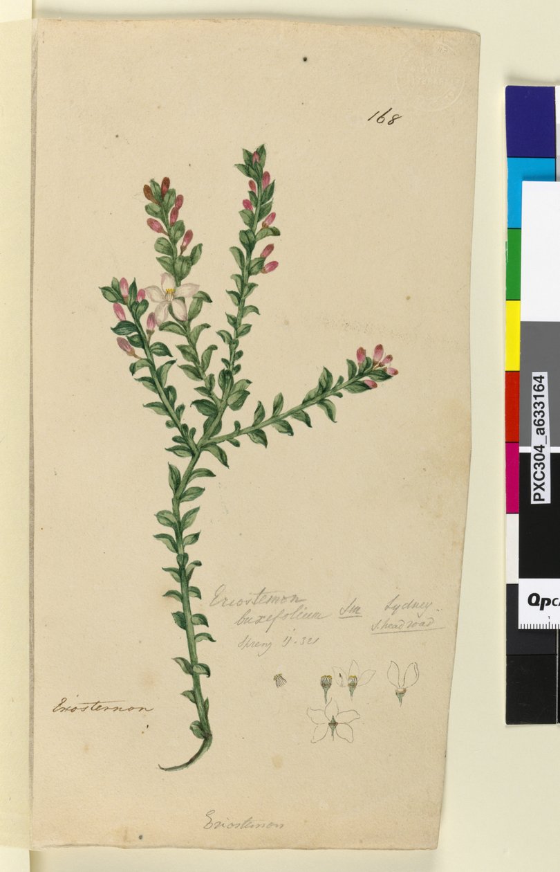 Page 168. Eriostemon buxifolium - John William Lewin