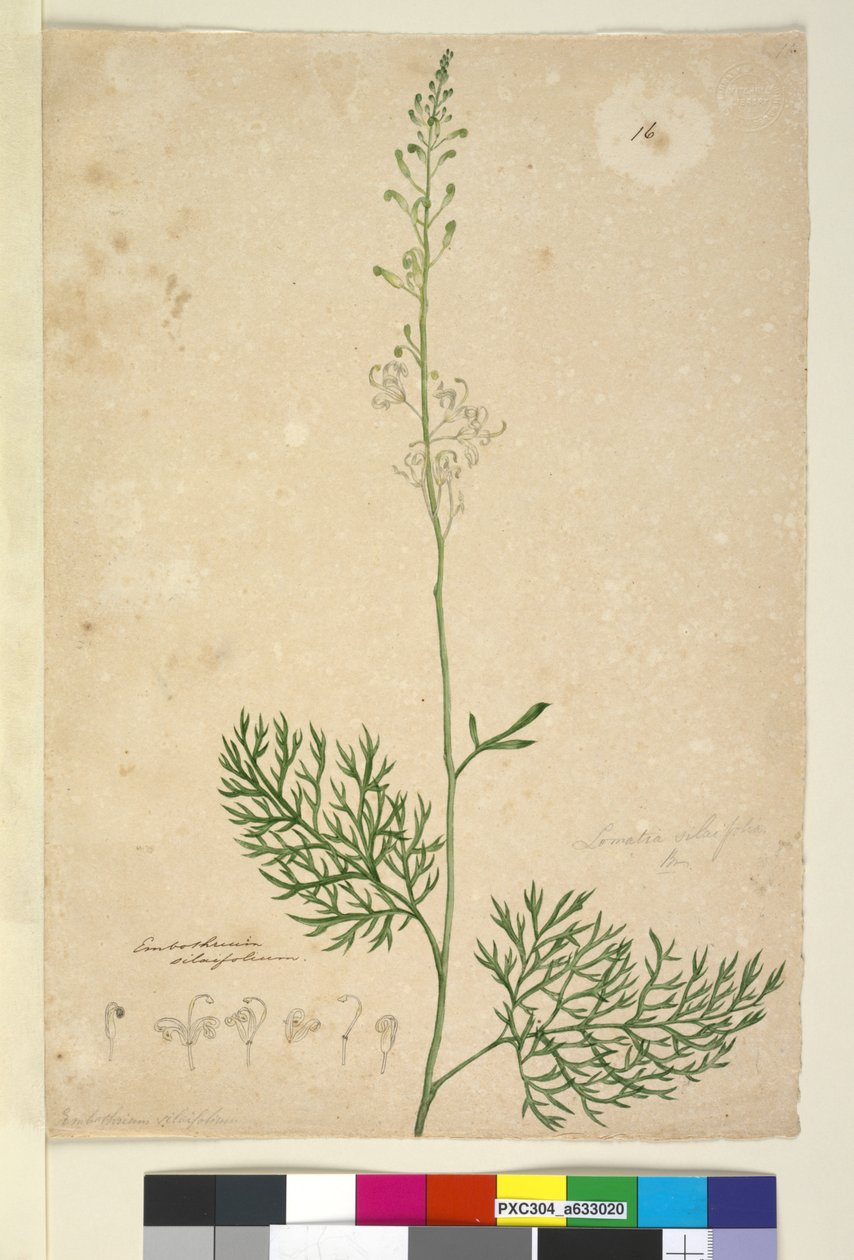 Page 16. Lomatia silaifolia, c.1803-06 - John William Lewin