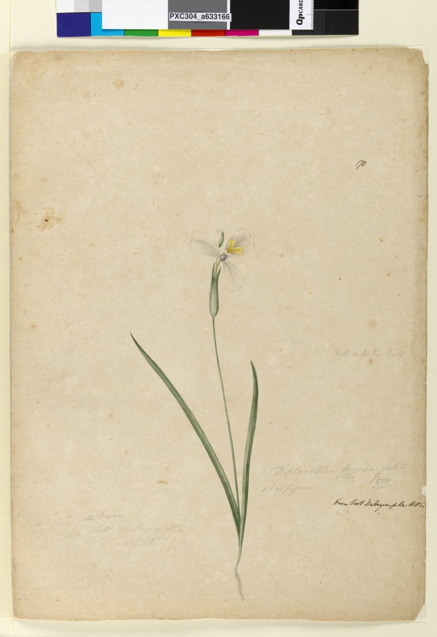 Page 170. Diplarrhena moraea, c.1803-06 - John William Lewin