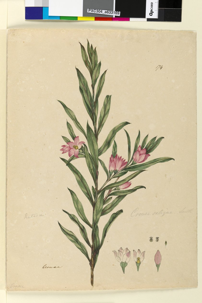 Page 174. Crowea saligna - John William Lewin