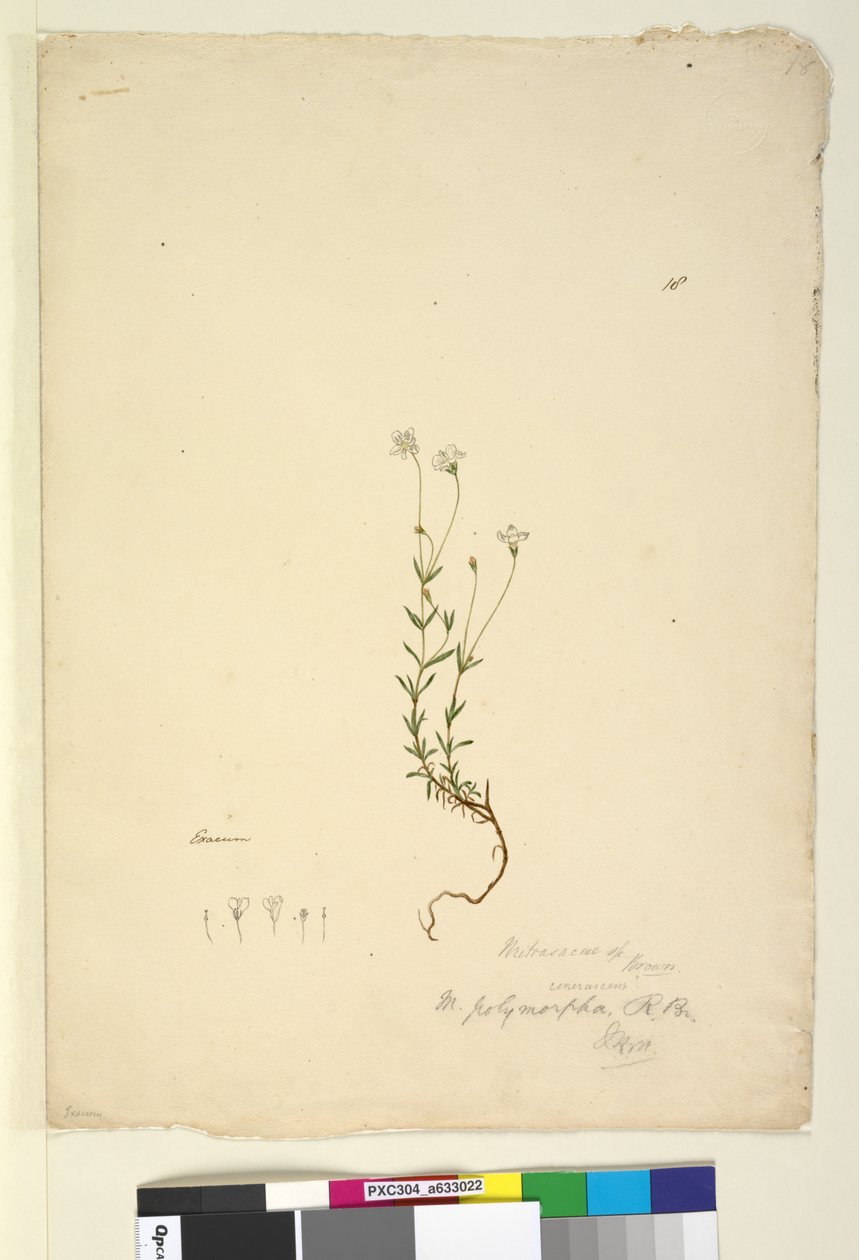 Page 18. Mitrasacme polymorpha, c.1803-06 - John William Lewin