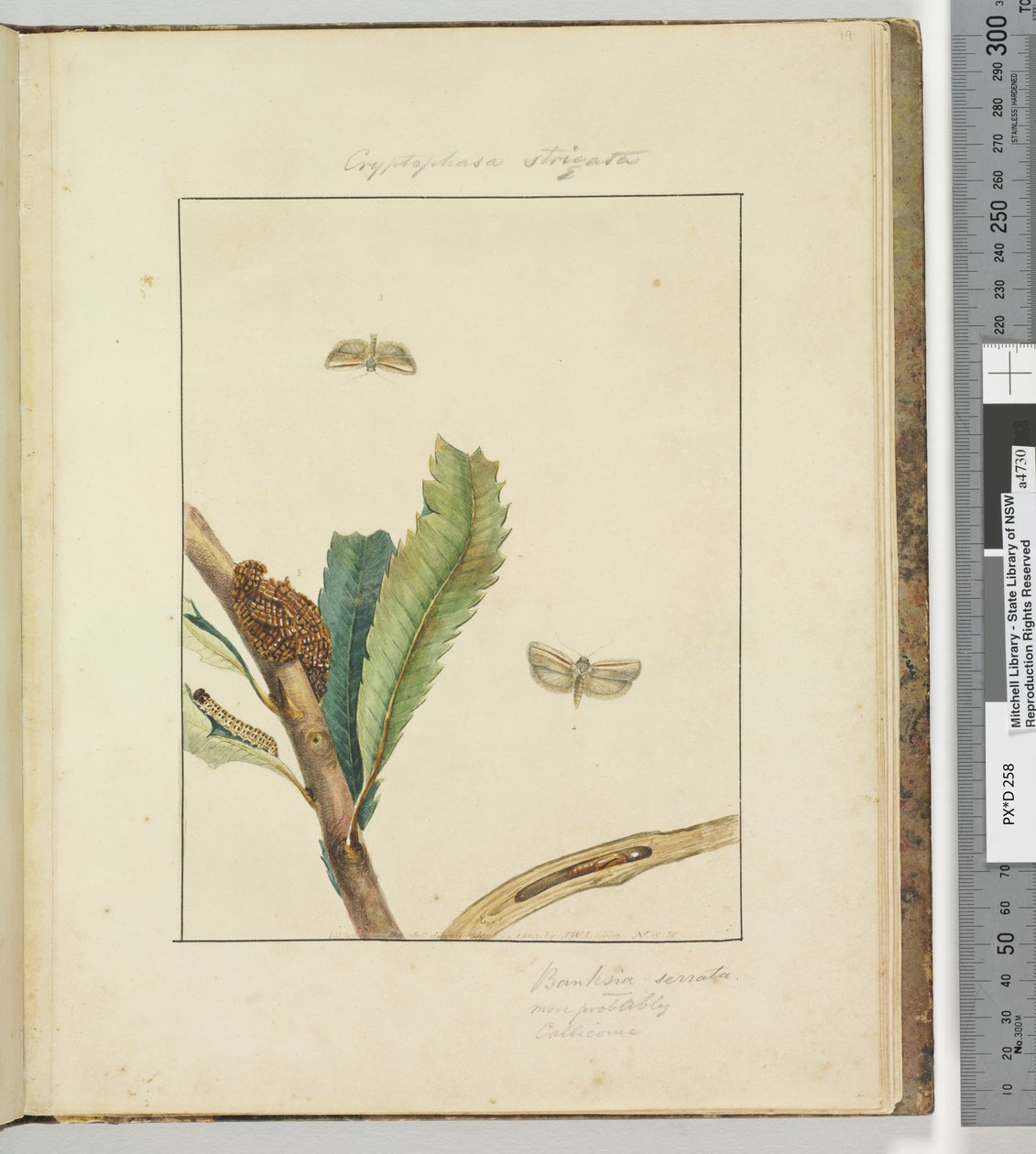 Page 19. Pl.5 Cryptophasa Strigata - John William Lewin