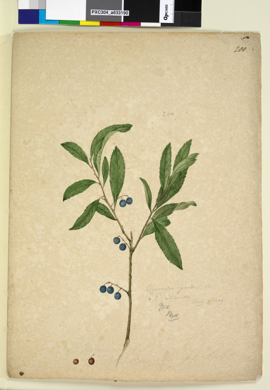 Page 200. Elaeocarpus reticulatus - John William Lewin